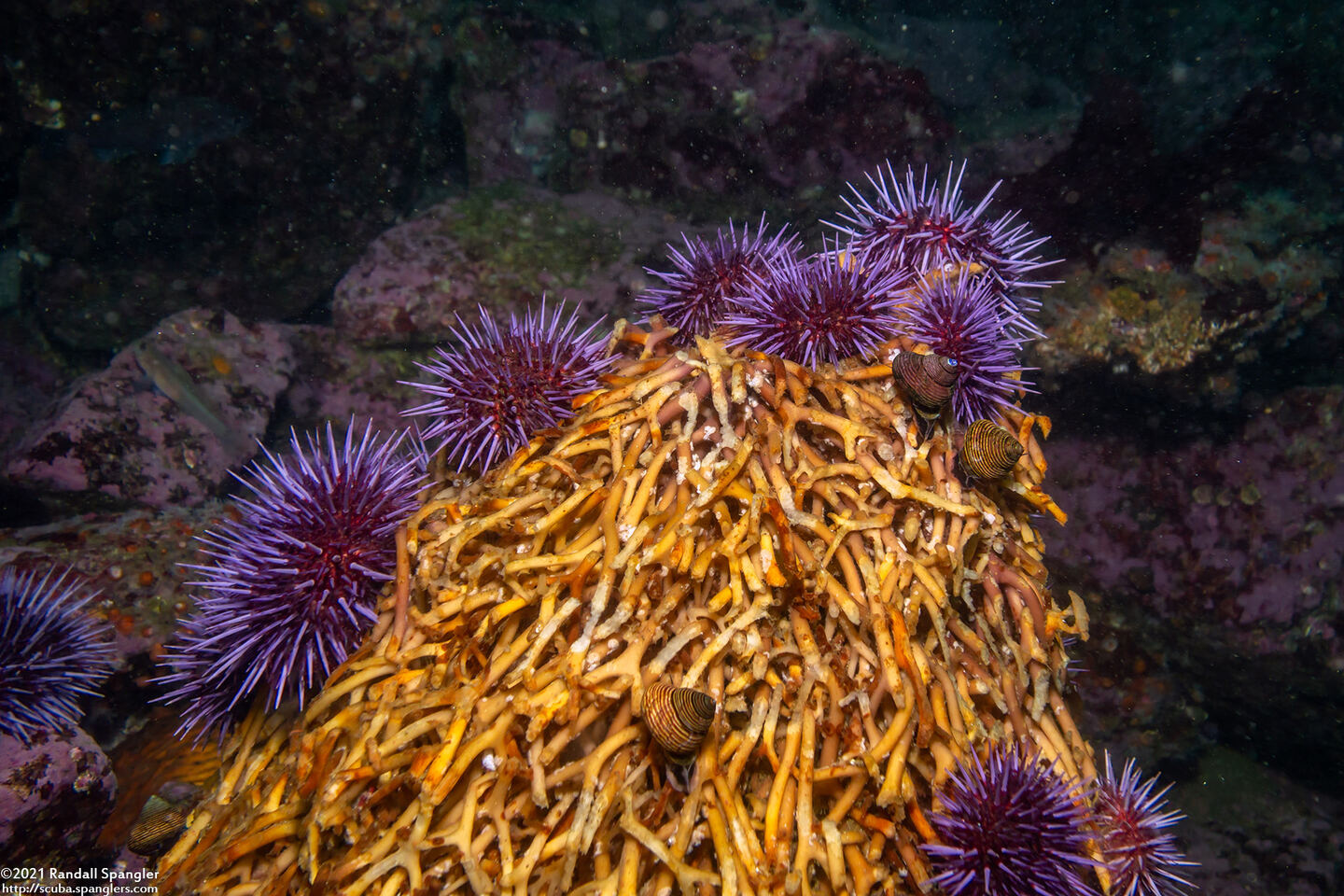 Strongylocentrotus purpuratus (Purple Sea Urchin)