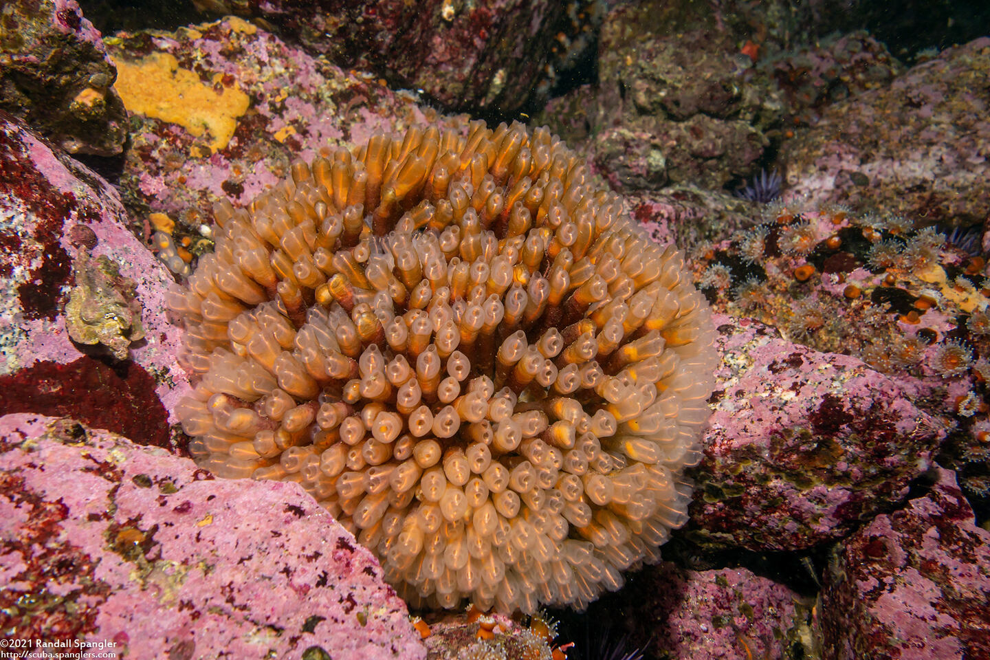 Clavelina huntsmani (Light Bulb Tunicate)