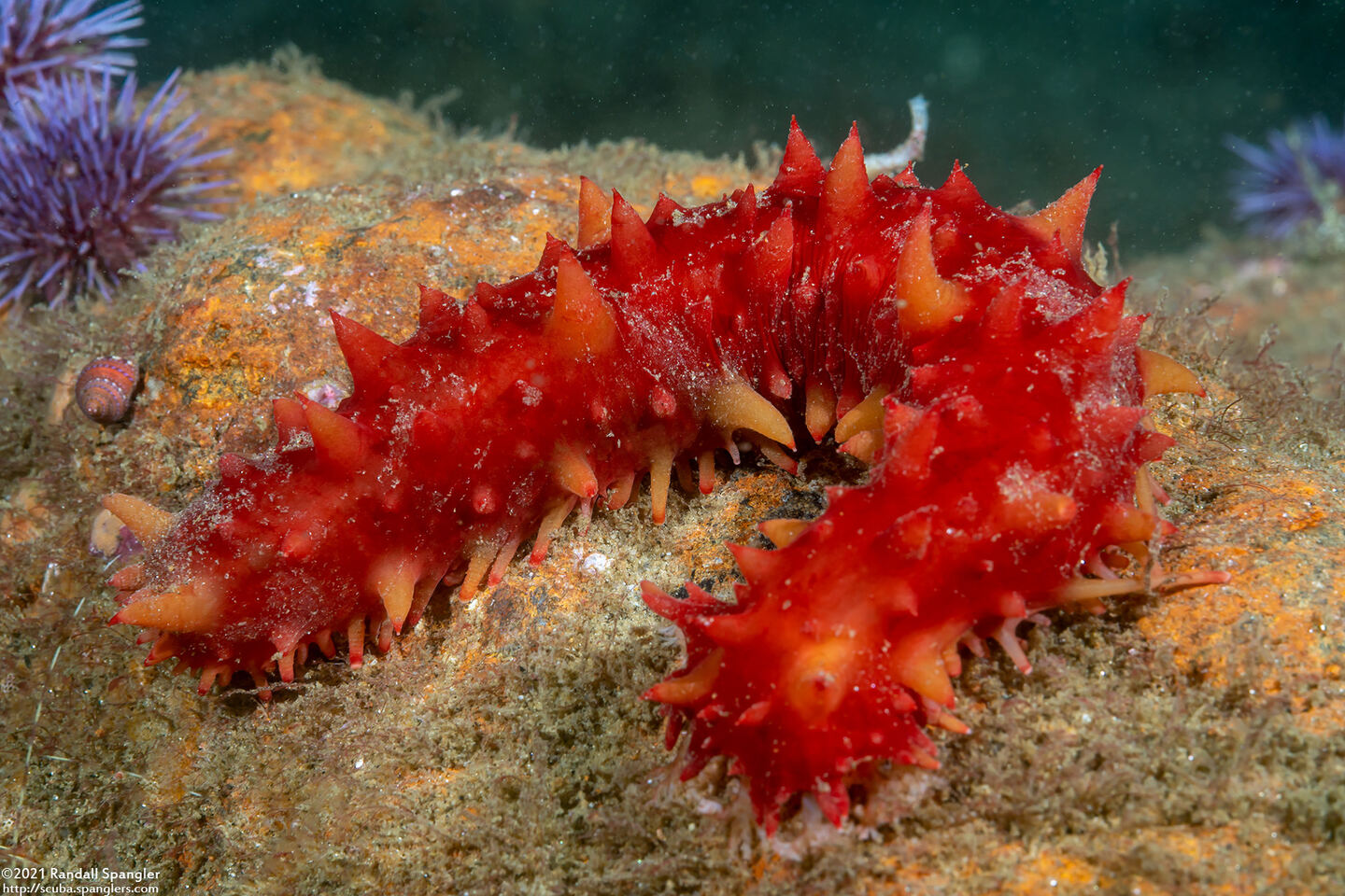 Parastichopus californicus (California Sea Cucumber)