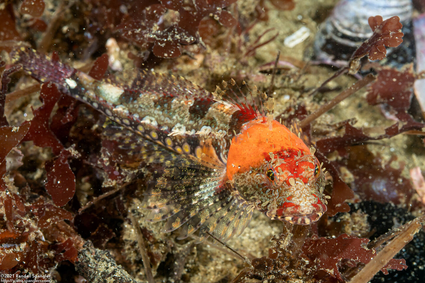 Artedius corallinus (Coralline Sculpin)