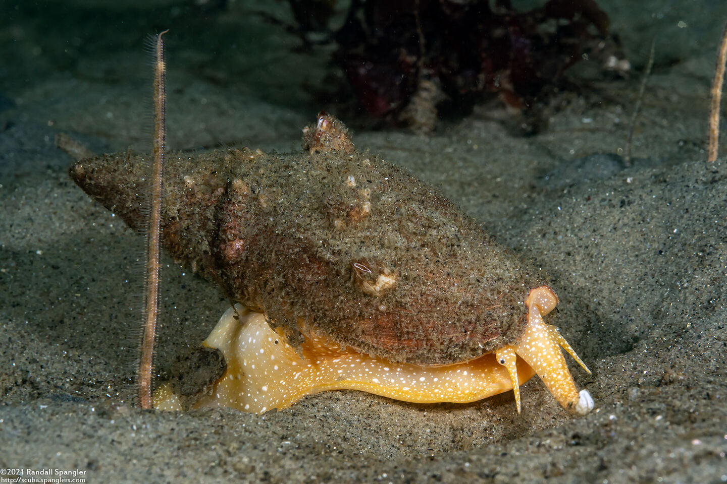 Megasurcula carpenteriana (Carpenter's Turrid)