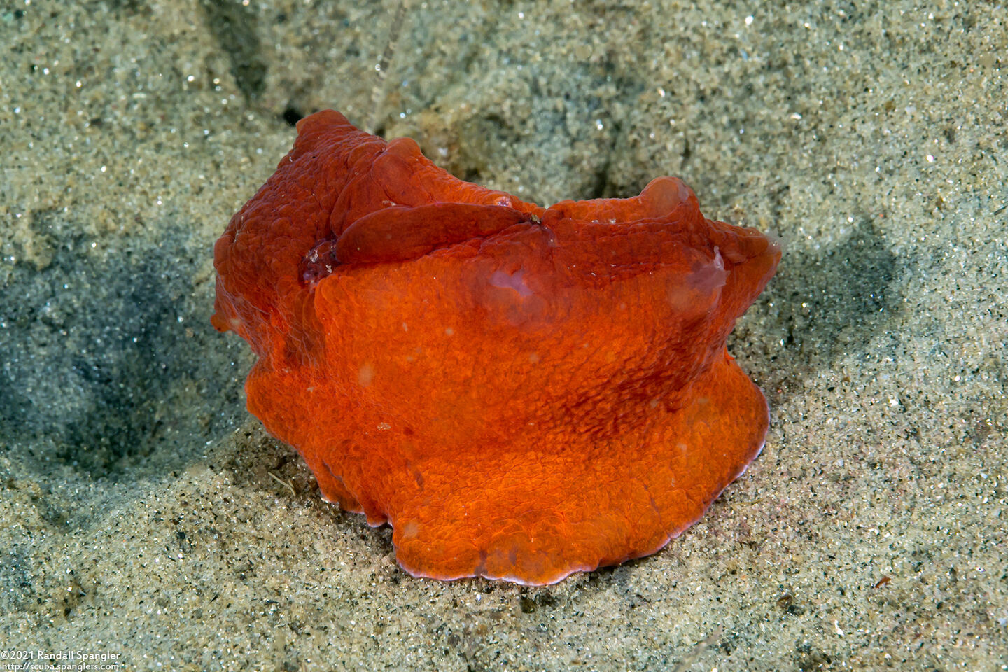 Dendronotus iris (Rainbow Dendronotus); Very munched nudibranch