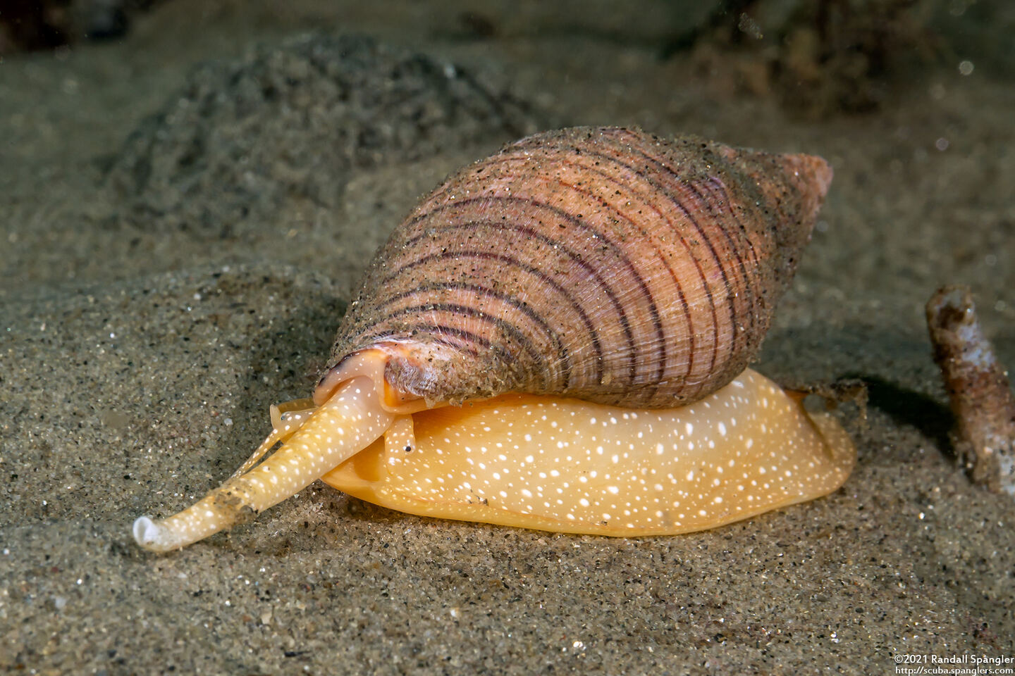 Megasurcula carpenteriana (Carpenter's Turrid)