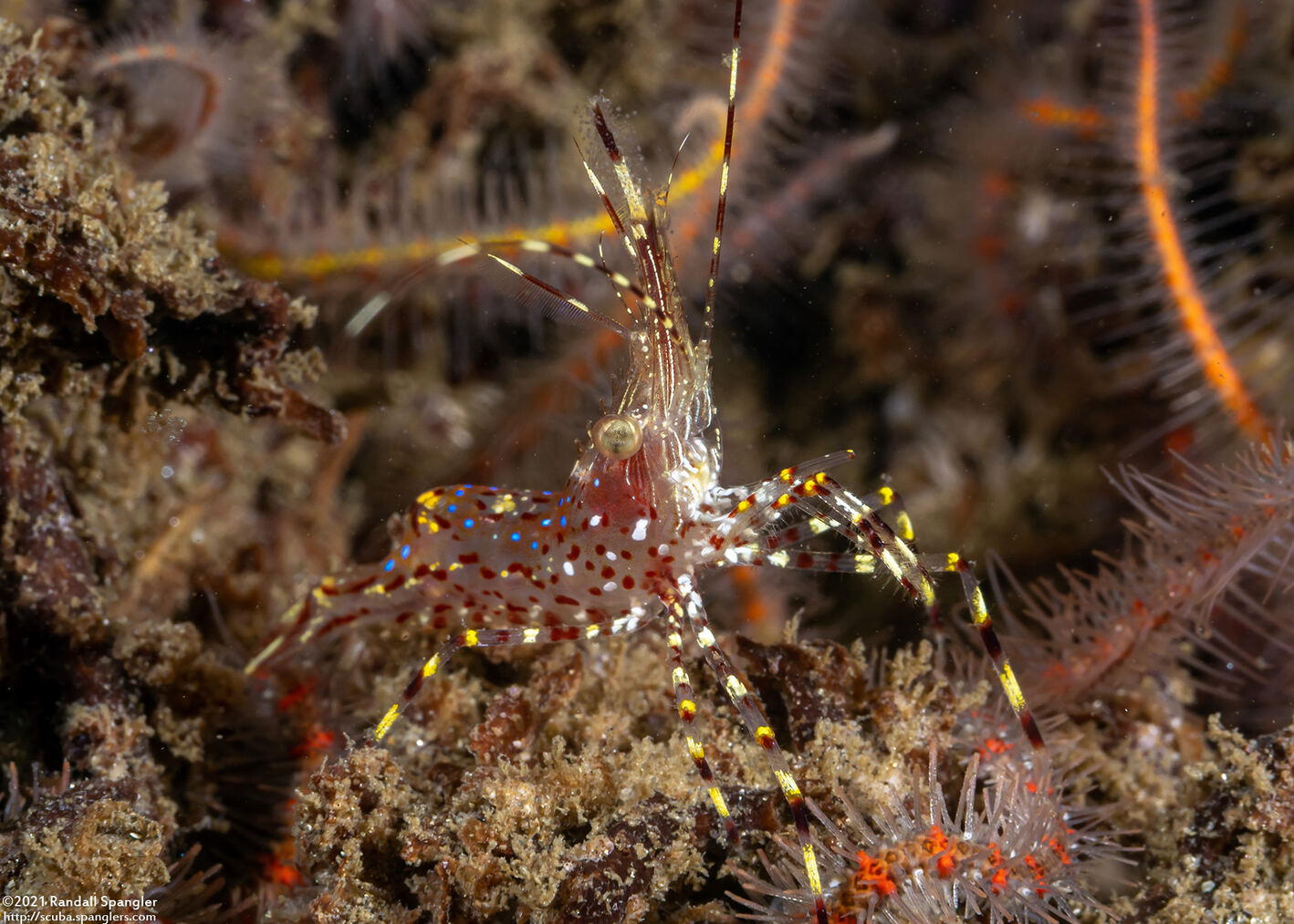 Pandalus danae (Dock Shrimp)