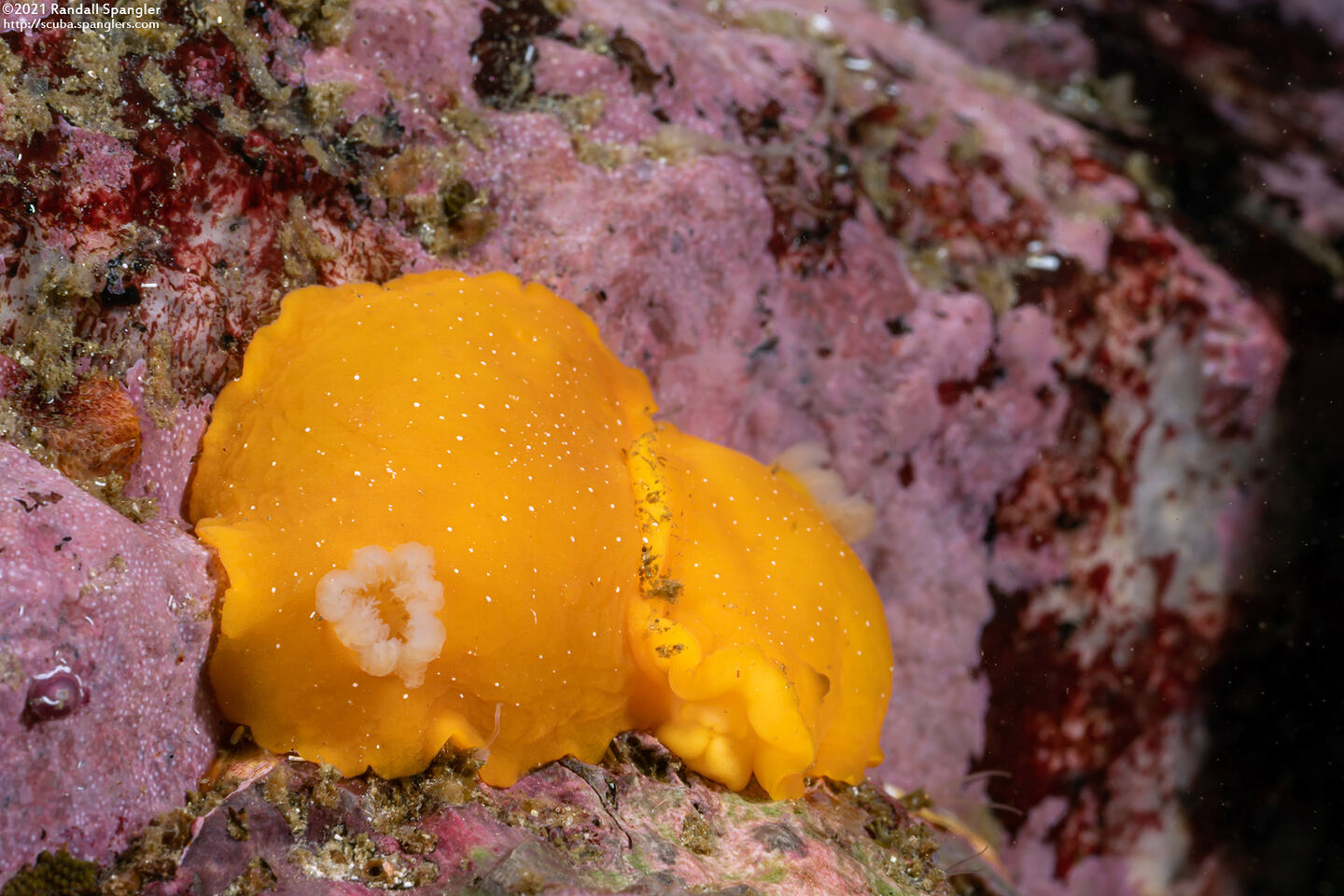 Doriopsilla fulva (White-Speckled Dorid)