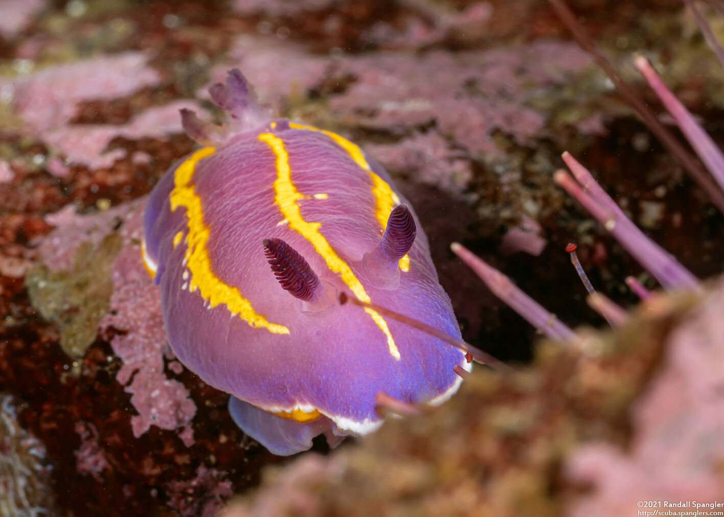 Felimida macfarlandi (MacFarland's Chromodorid)