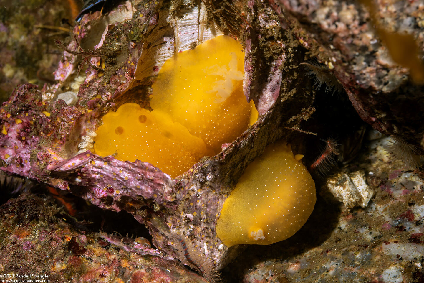 Doriopsilla fulva (White-Speckled Dorid)