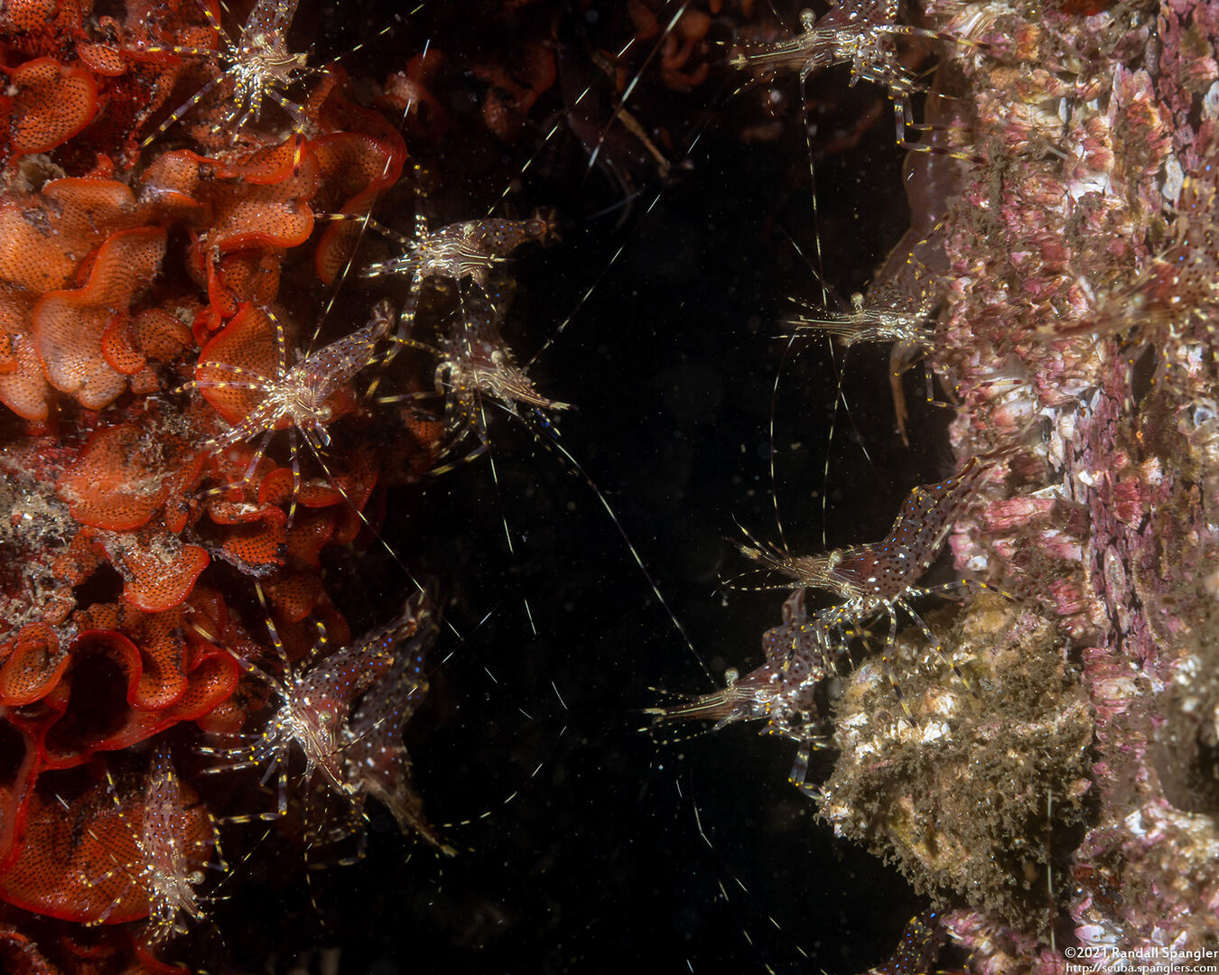 Pandalus danae (Dock Shrimp)