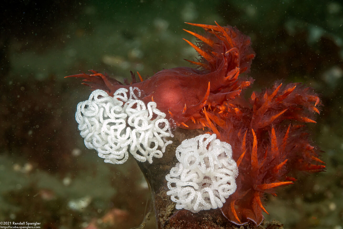 Dendronotus iris (Rainbow Dendronotus)