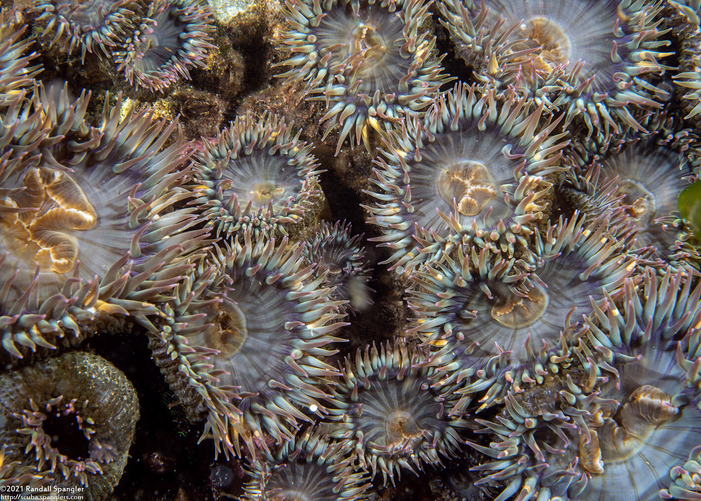 Anthopleura elegantissima (Aggregating Anemone)