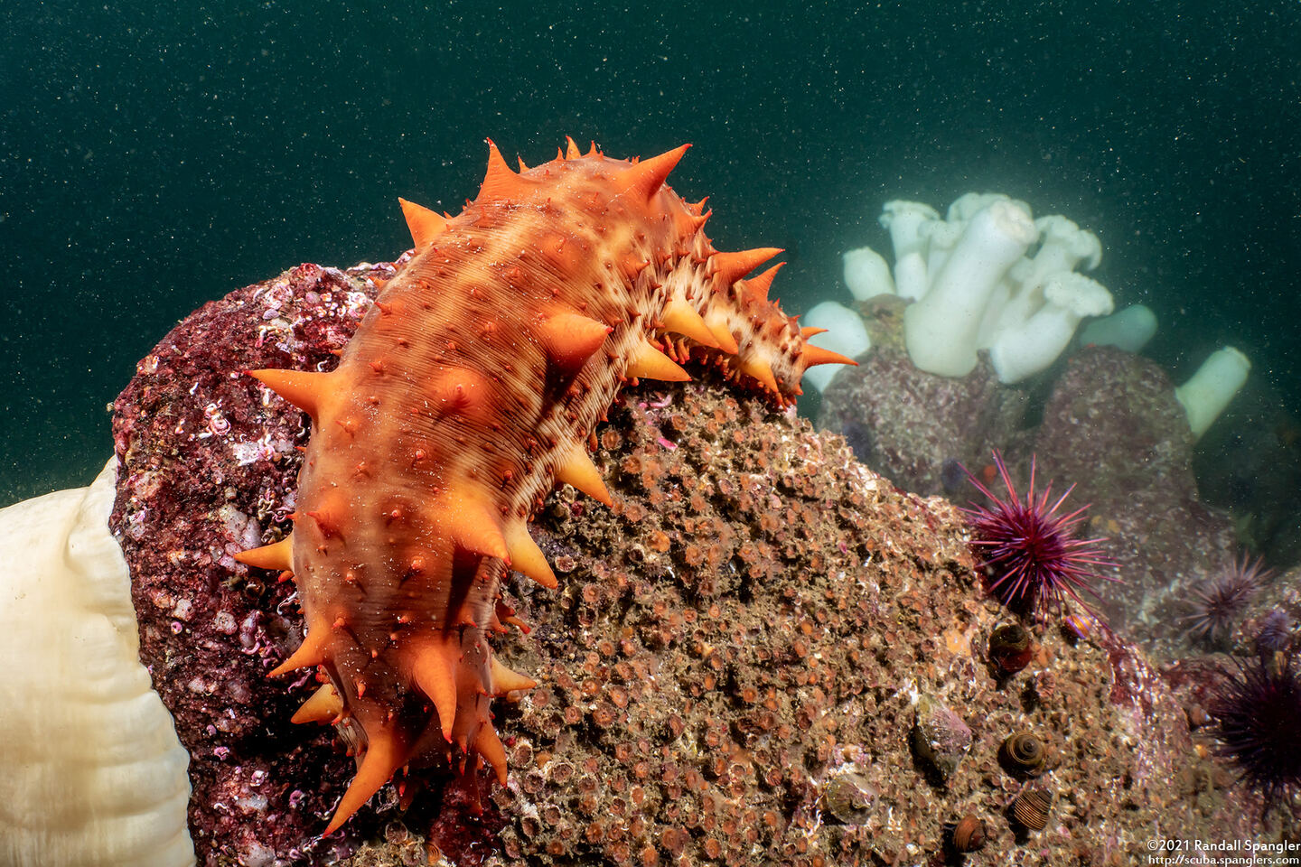 Parastichopus californicus (California Sea Cucumber)