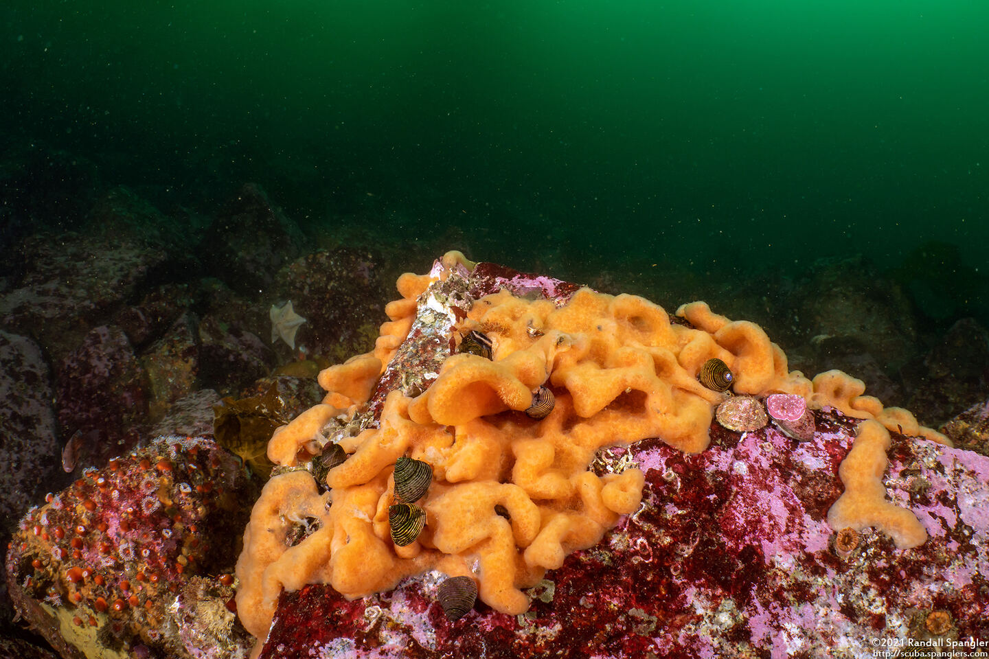 Aplidium californicum (Sea Pork)