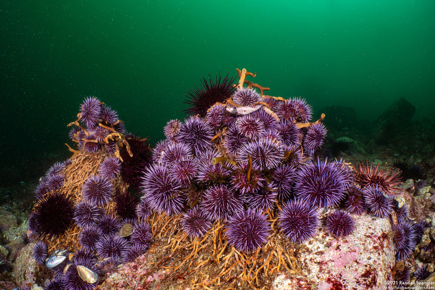 Strongylocentrotus purpuratus (Purple Sea Urchin)