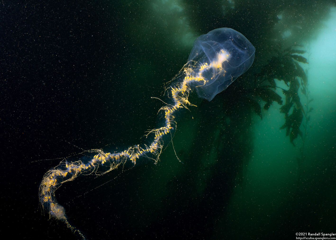 Praya sp.1 (Praya sp.1)