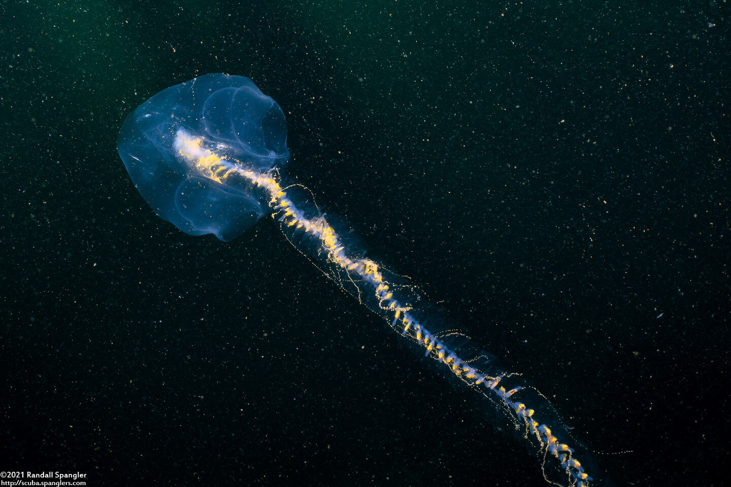 Praya sp.1 (Praya sp.1)