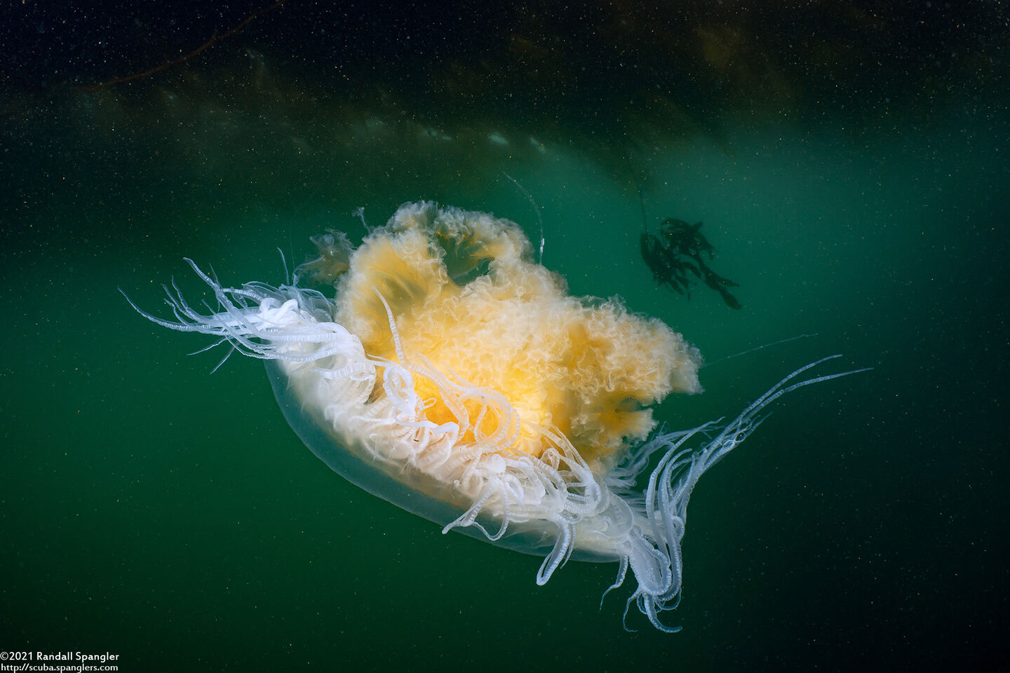 Phacellophora camtschatica (Egg-Yolk Jelly)