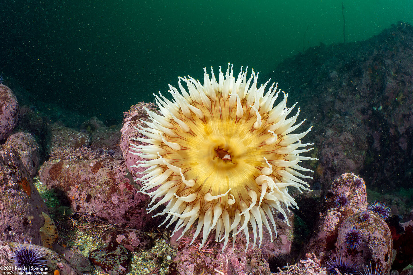 Urticina piscivora (Fish-Eating Urticina)