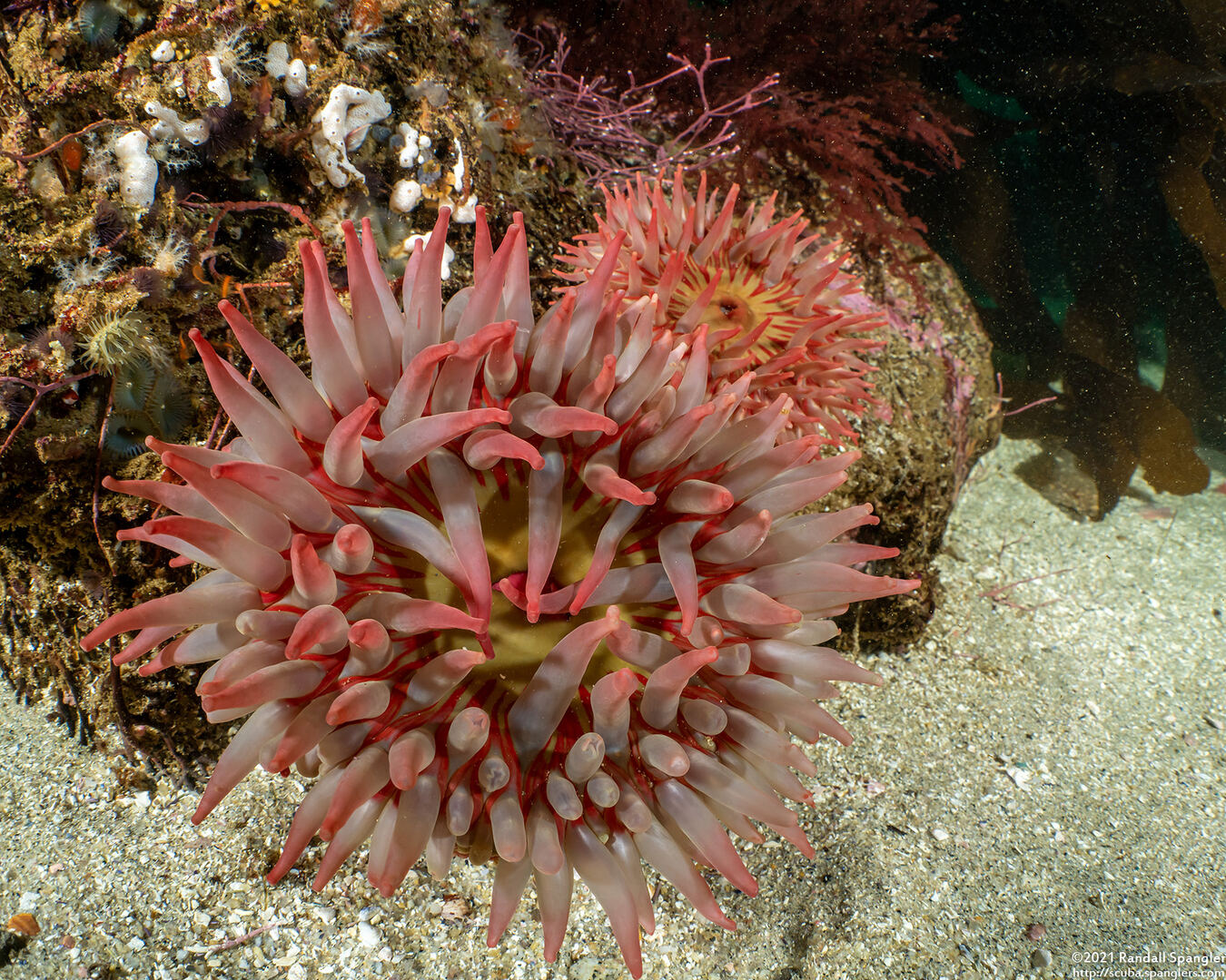 Urticina grebelnyi (Painted Urticina)