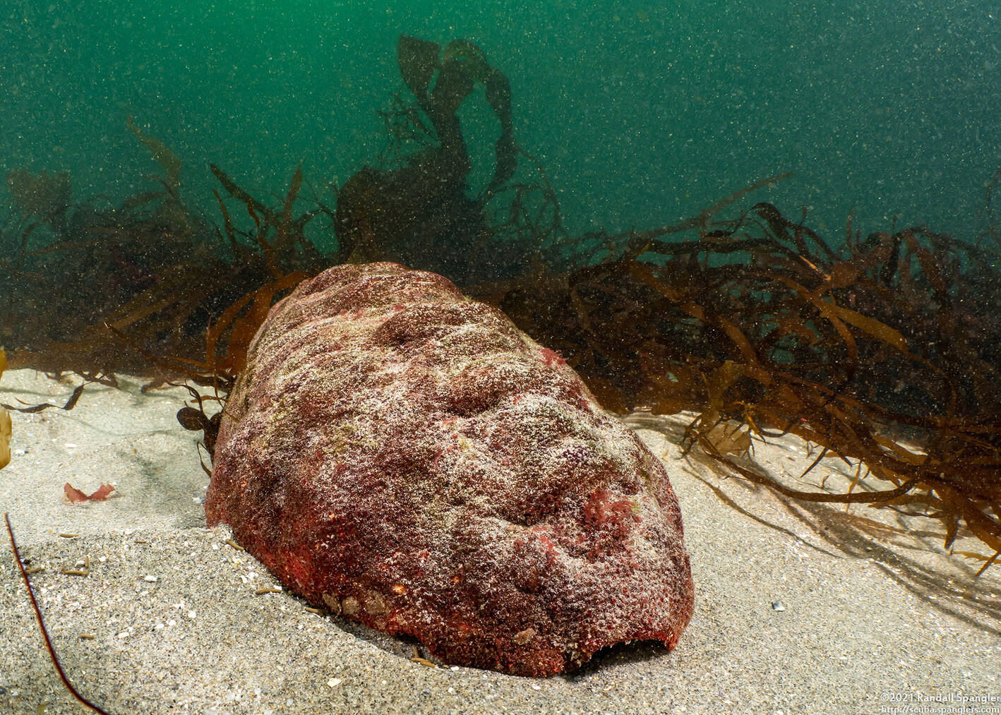 Cryptochiton stelleri (Gumboot Chiton)
