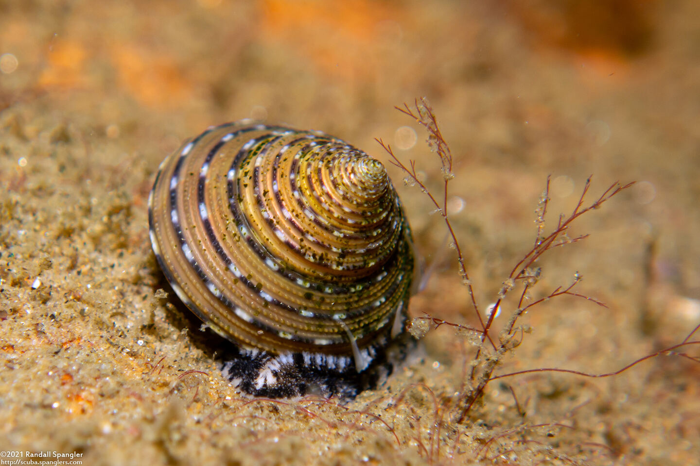 Calliostoma tricolor (Three-Colored Top Shell)