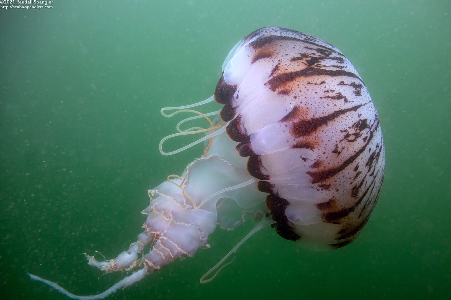 Chrysaora colorata (Purple-Striped Jelly)