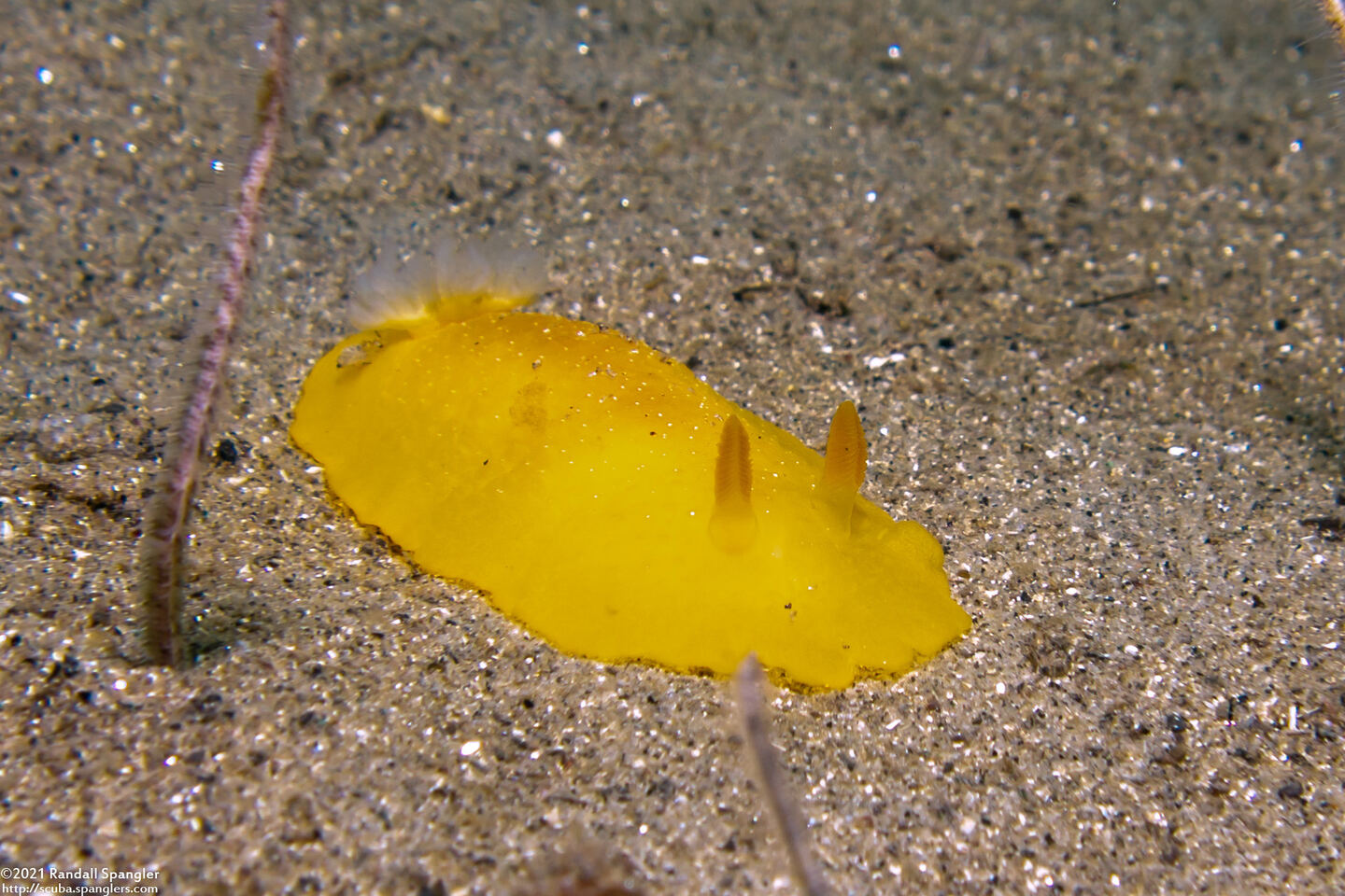 Doriopsilla fulva (White-Speckled Dorid)