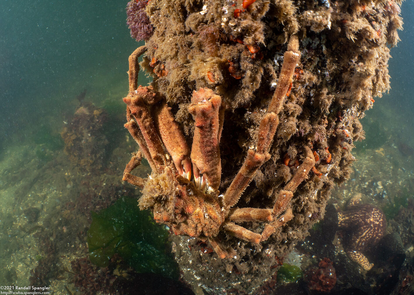 Loxorhynchus crispatus (Masking Crab)