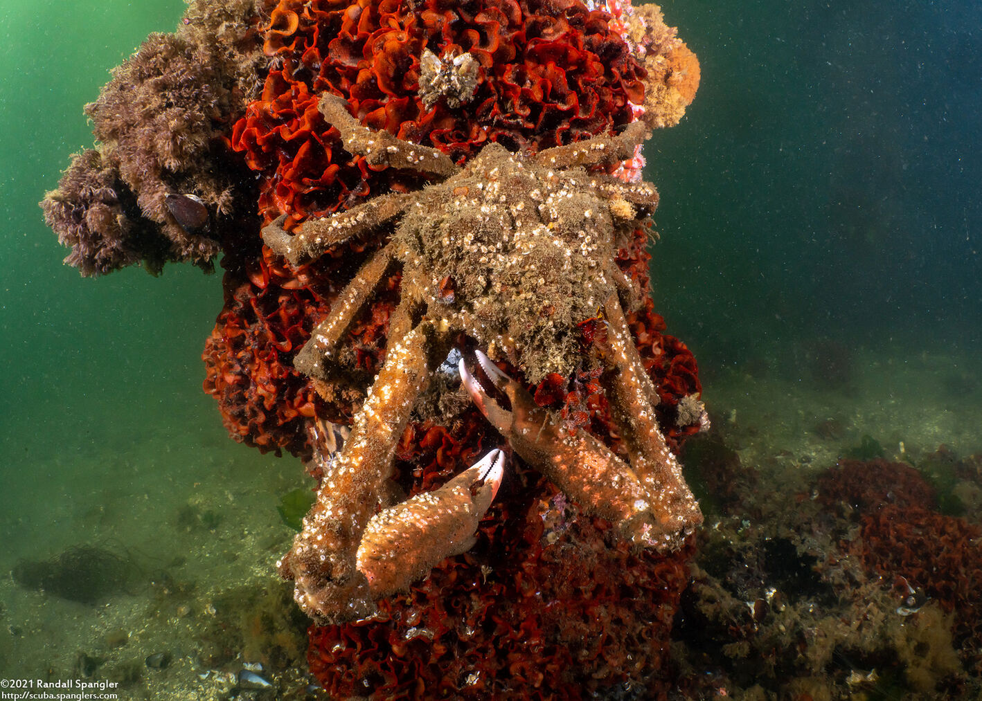 Loxorhynchus crispatus (Masking Crab)