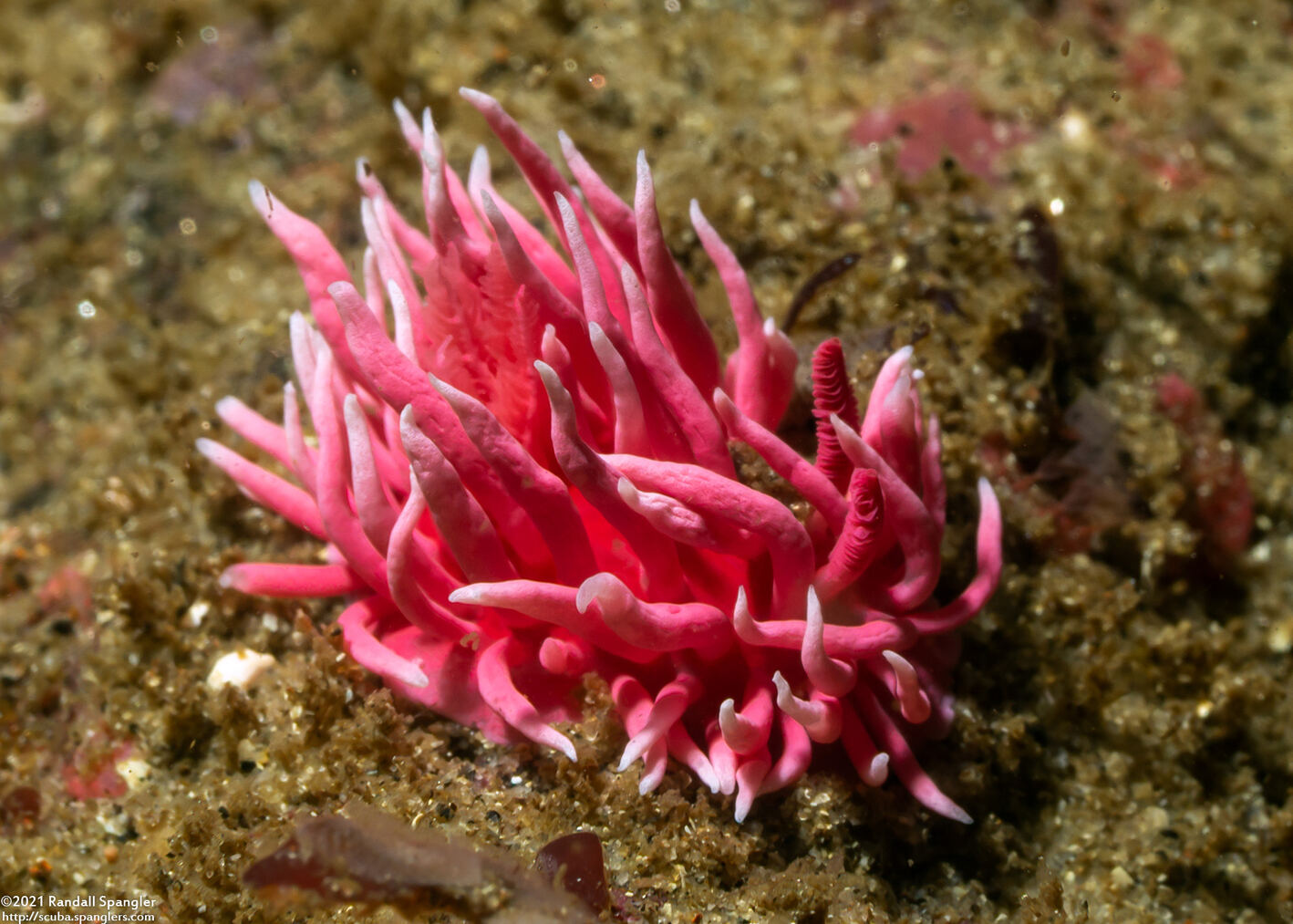 Okenia rosacea (Hopkins' Rose Nudibranch)