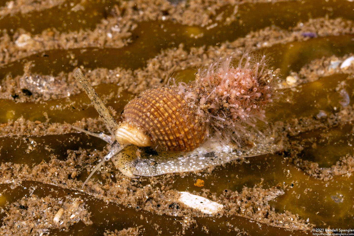 Nassarius mendicus (Western Lean Nassa)