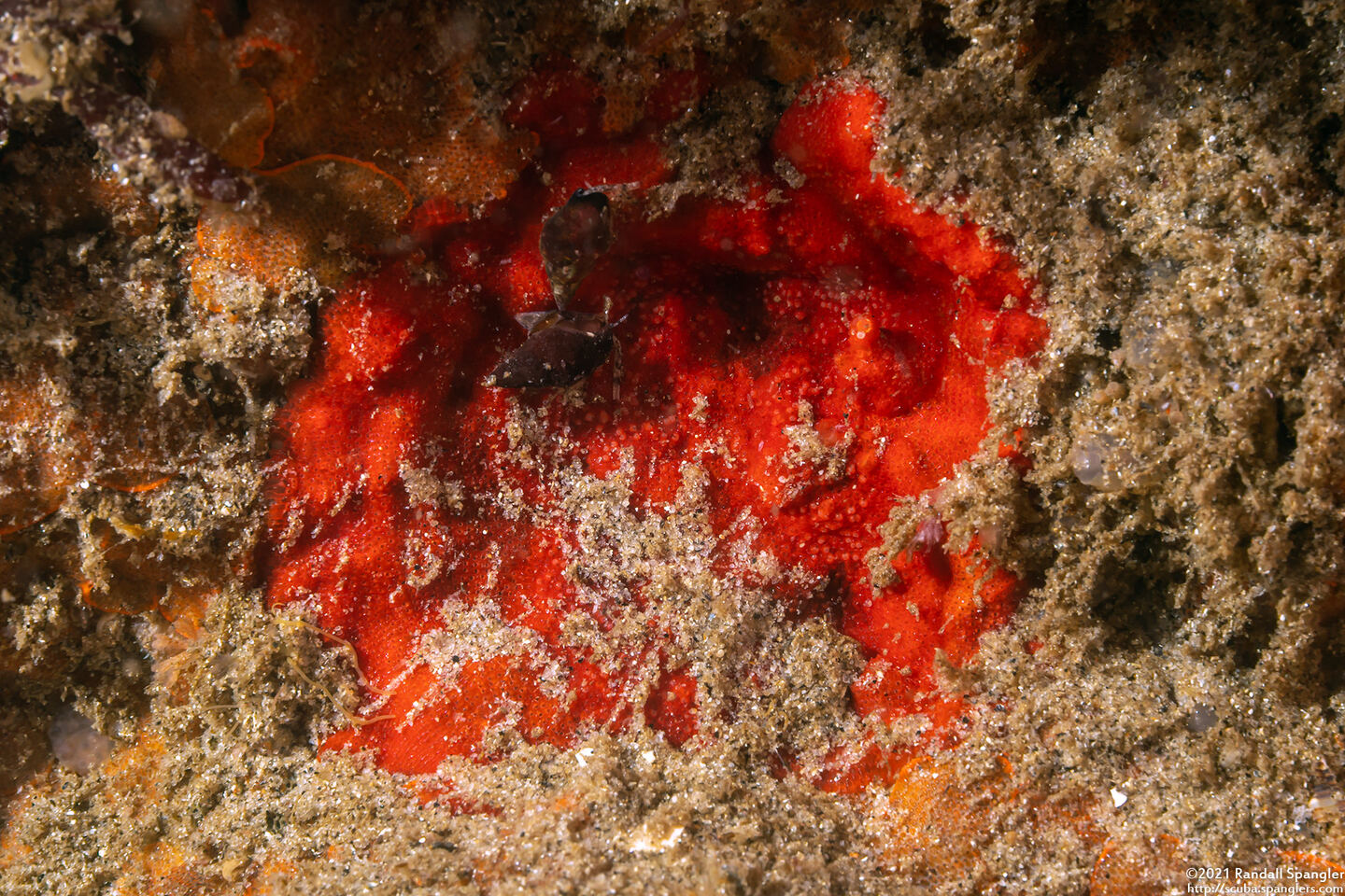 Integripelta bilabiata (Rosy Bryozoan)