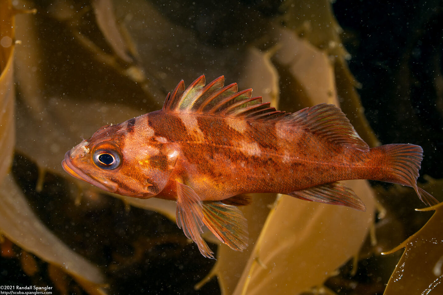 Sebastes carnatus (Gopher Rockfish)
