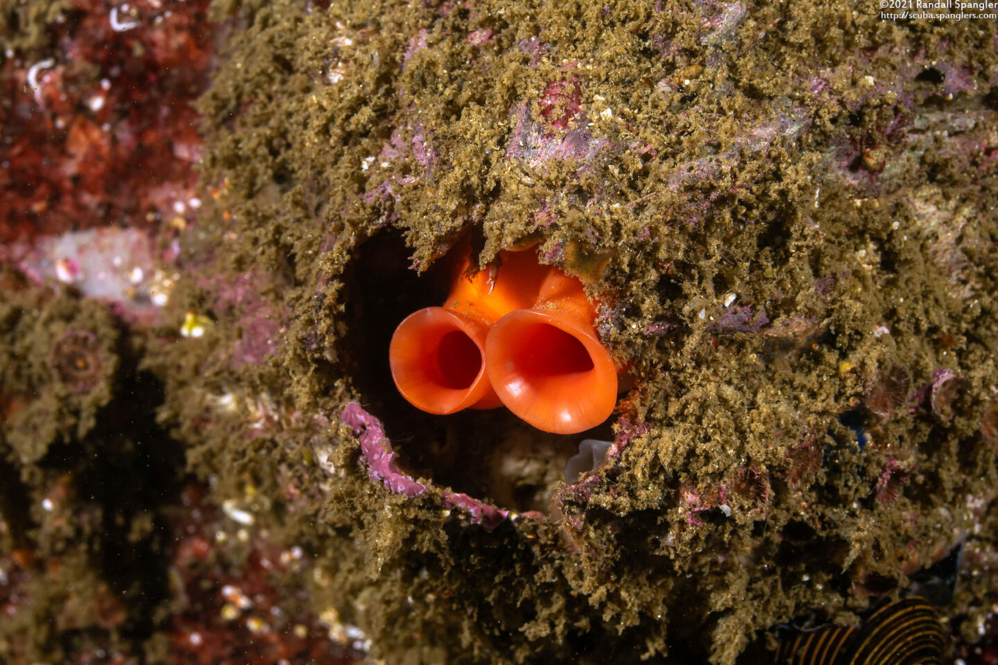 Cnemidocarpa finmarkiensis (Shiny Orange Sea Squirt)