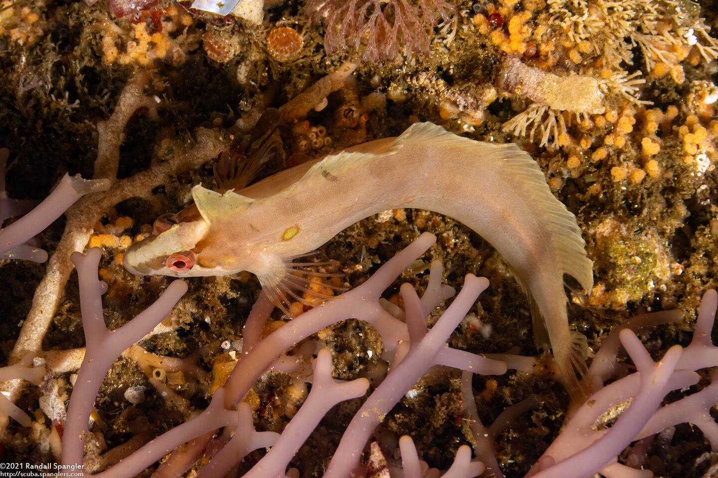 Gibbonsia elegans (Spotted Kelpfish)