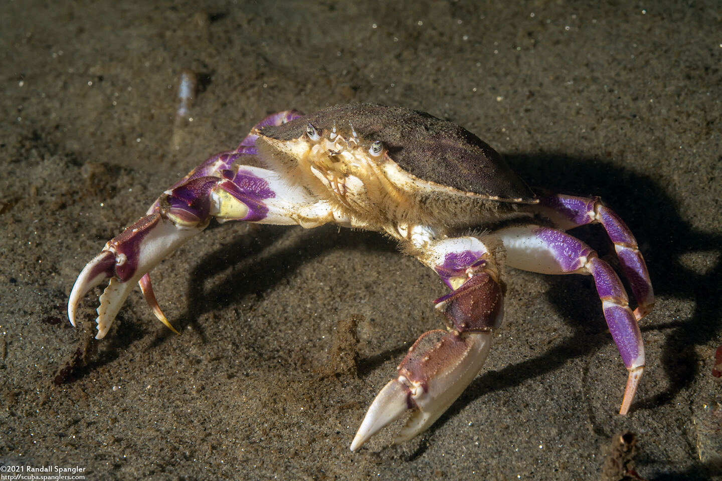 Metacarcinus gracilis (Graceful Crab)