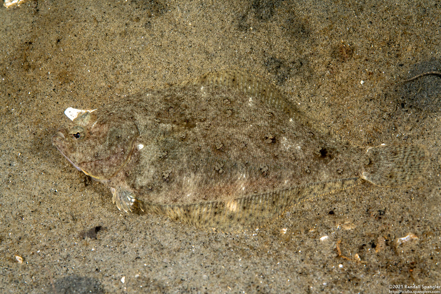 Citharichthys stigmaeus (Speckled Sanddab)