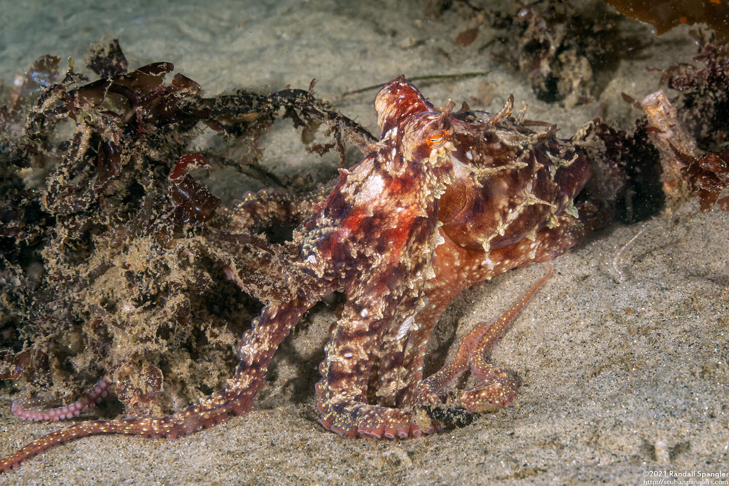 Octopus rubescens (Red Octopus)