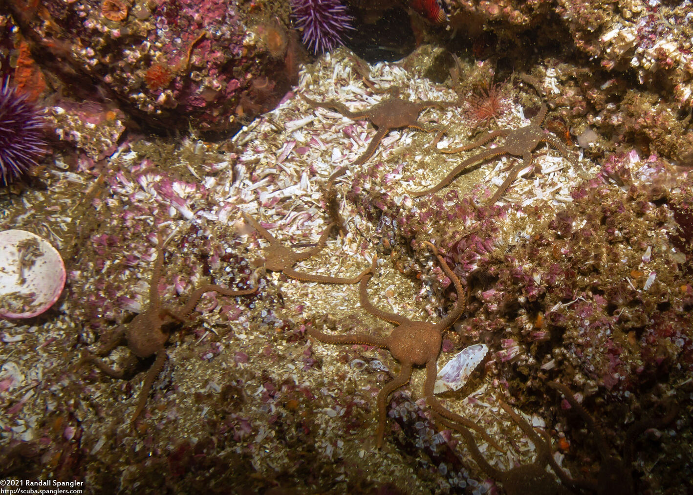 Ophioplocus esmarki (Smooth Brittle Star)