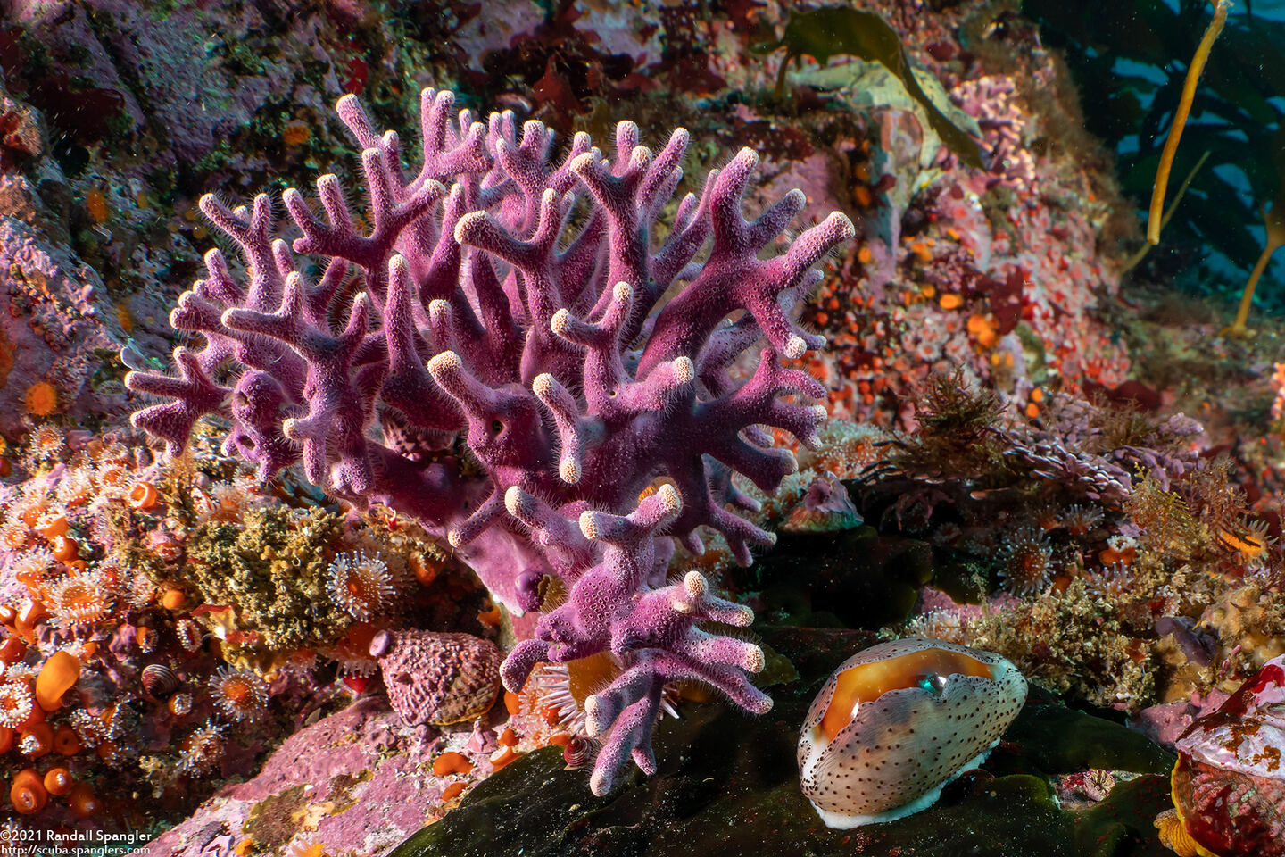 Stylaster californicus (California Hydrocoral)