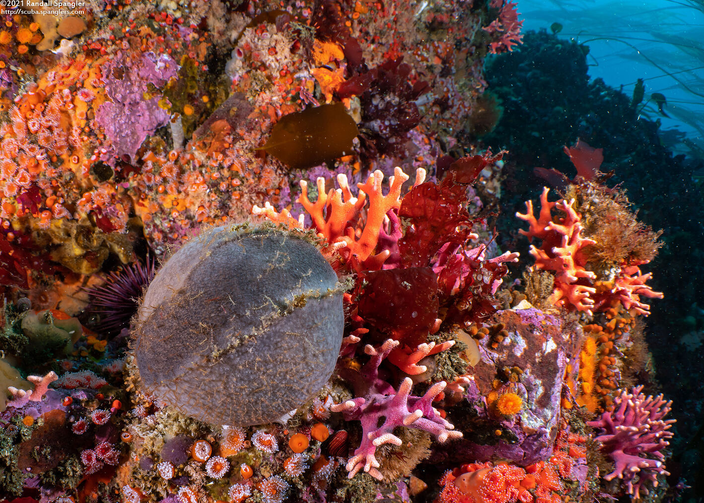Craniella arb (Gray Puffball Sponge)