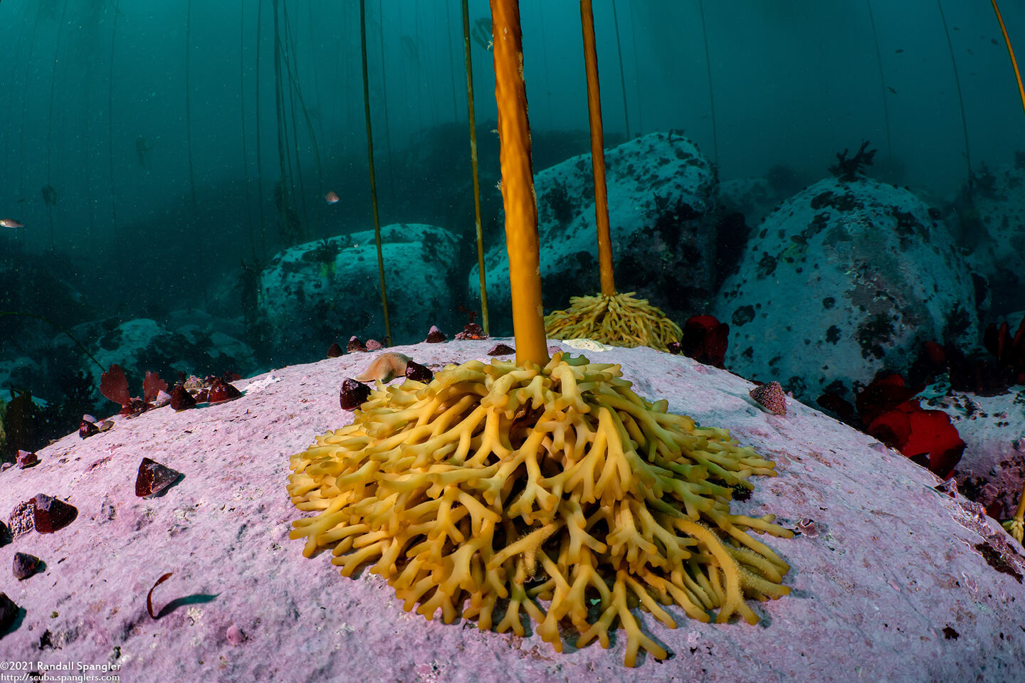Nereocystis luetkeana (Bull Kelp)