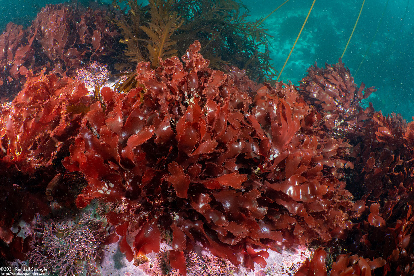 Cryptopleura ruprechtiana (Hidden Rib)