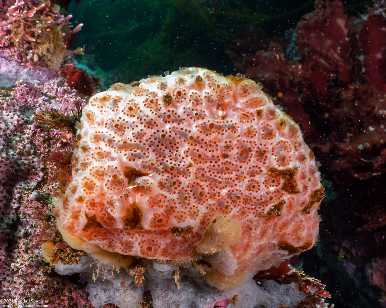 Aplidium solidum (Red Ascidian)
