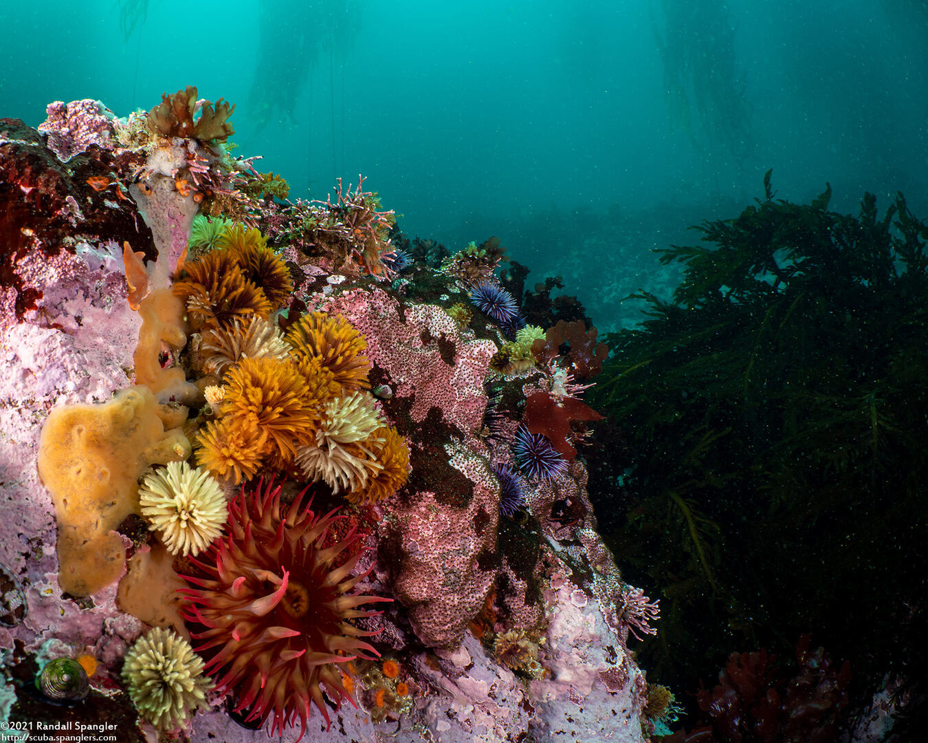Eudistylia polymorpha (Feather Duster Worm)