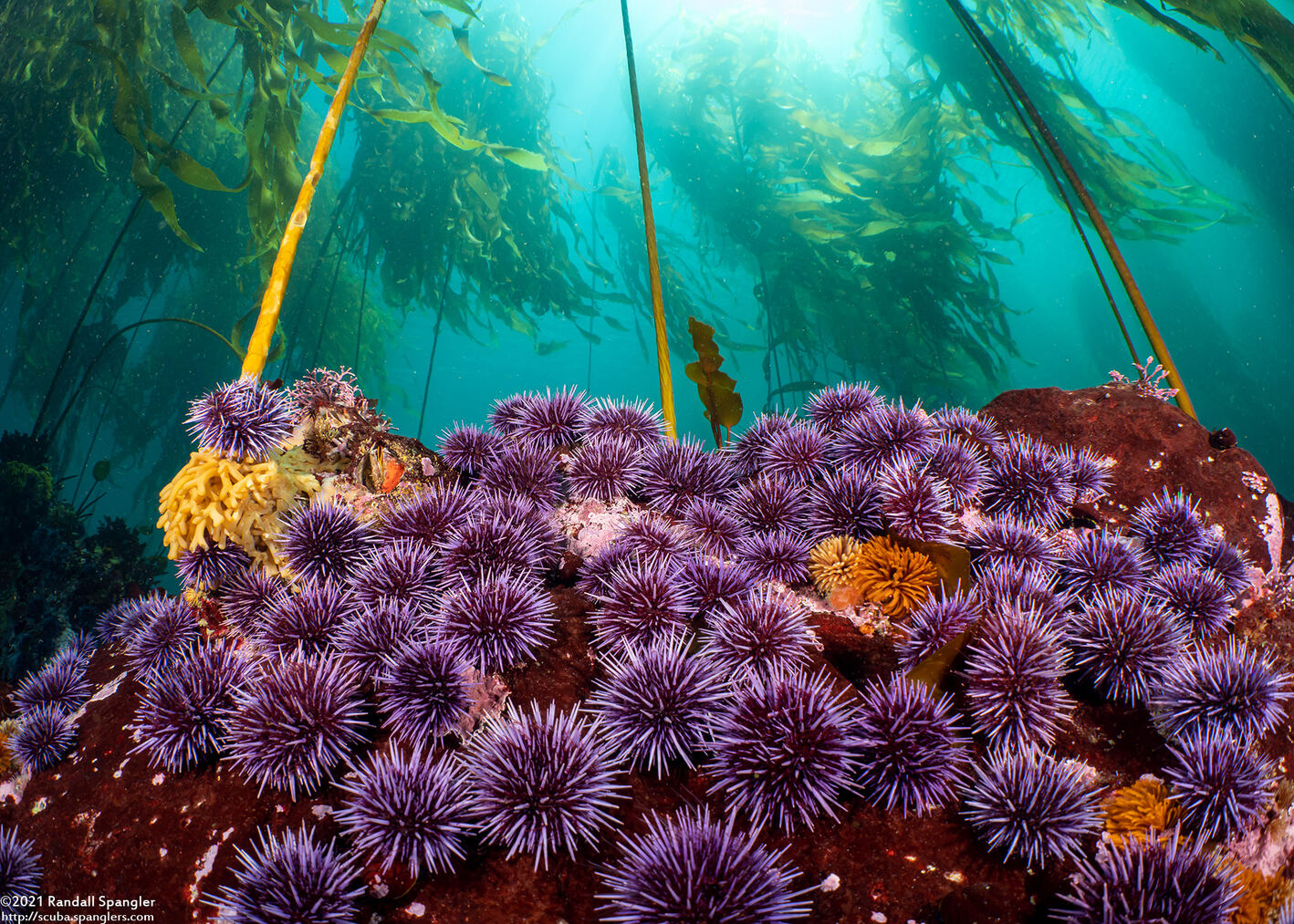 Strongylocentrotus purpuratus (Purple Sea Urchin)
