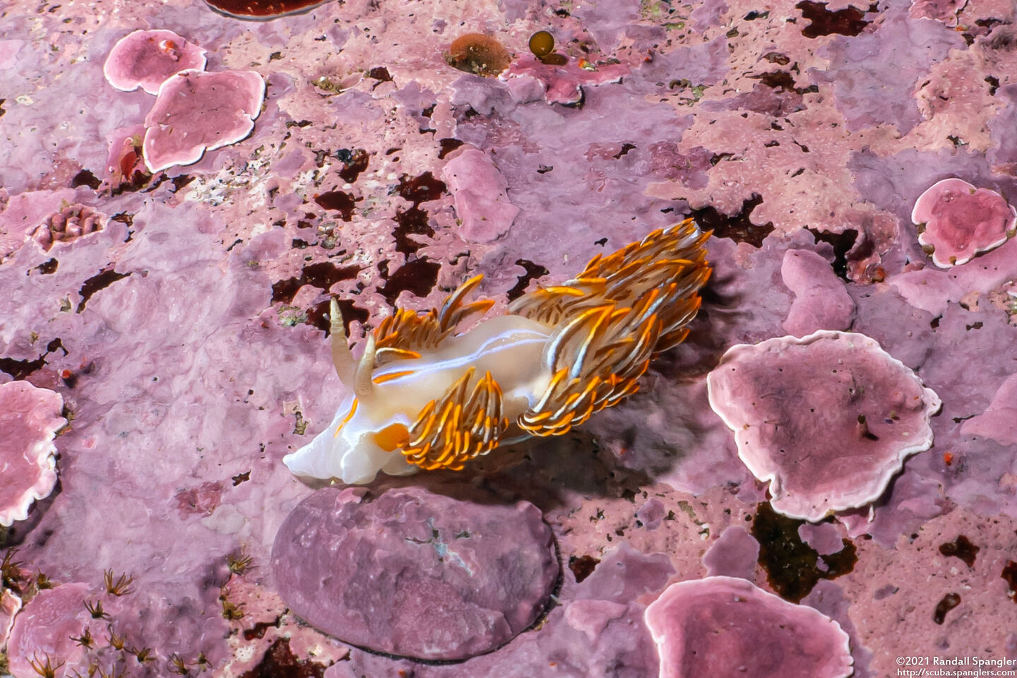 Hermissenda crassicornis (Hermissenda Crassicornis)