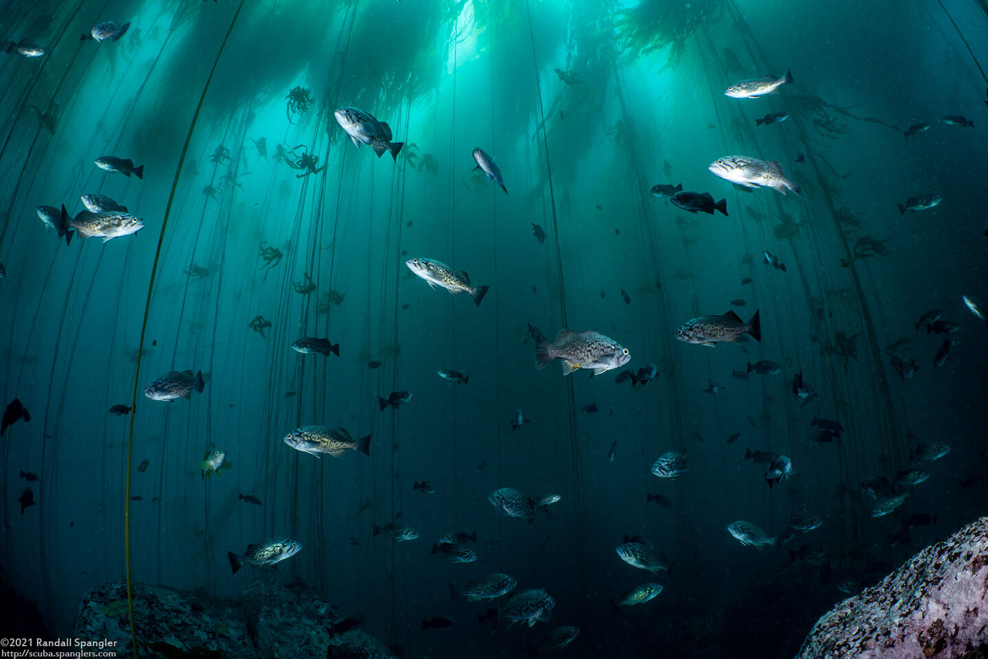 Sebastes mystinus (Blue Rockfish)