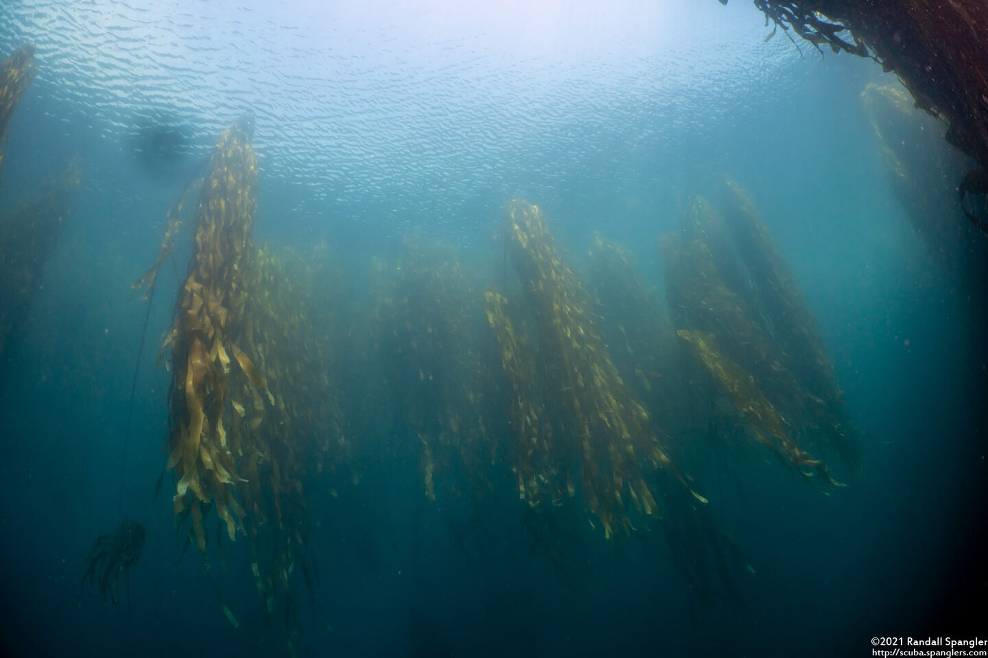 Nereocystis luetkeana (Bull Kelp)