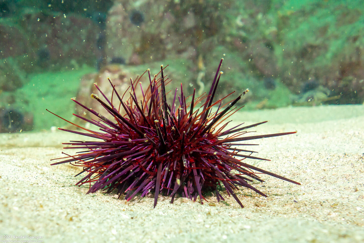 Mesocentrotus franciscanus (Red Sea Urchin)