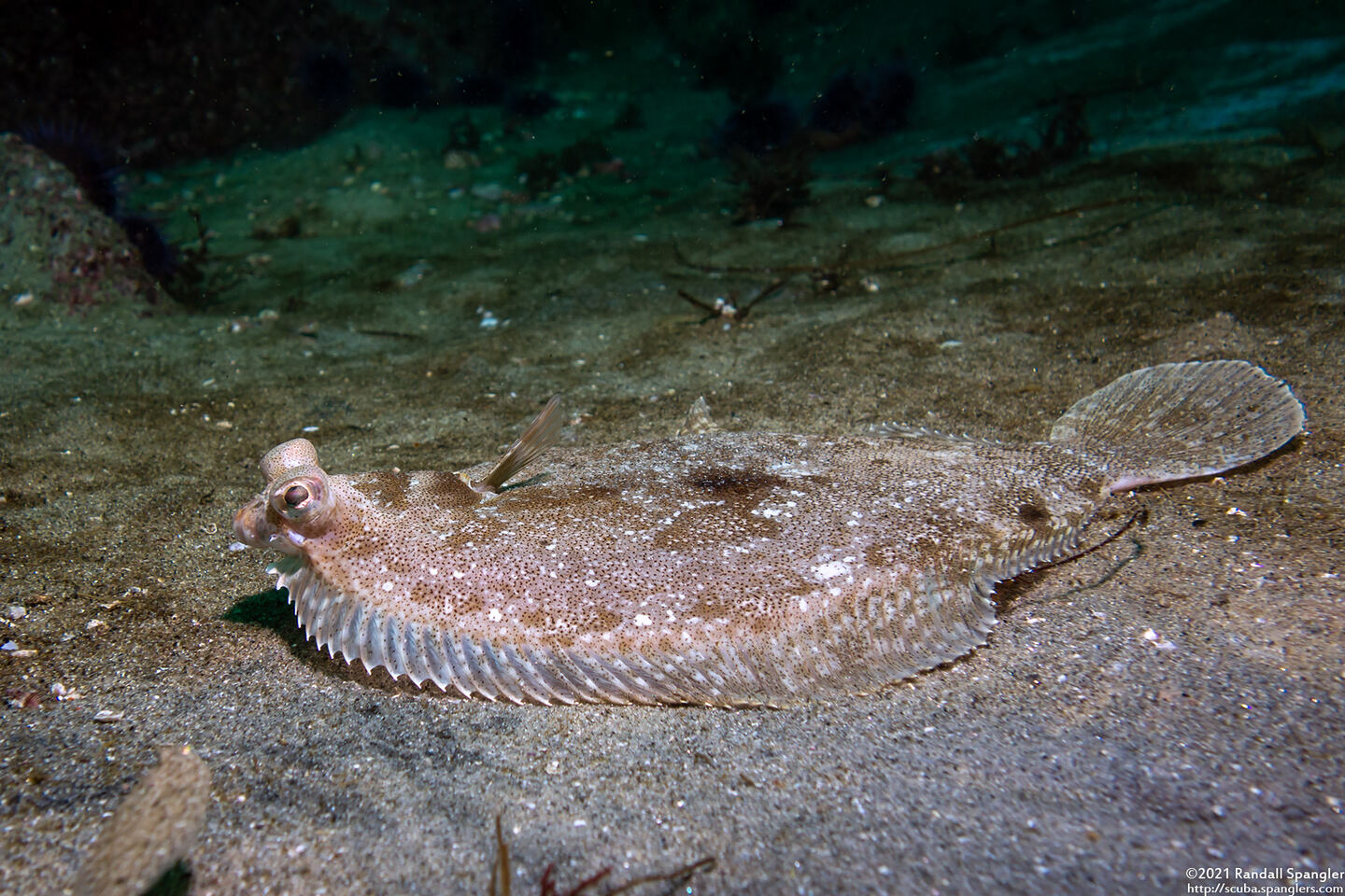 Pleuronichthys coenosus (C-O Sole)